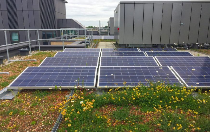 Green Roofs vs. Solar Panels: Choosing the Best Eco-Friendly Option
